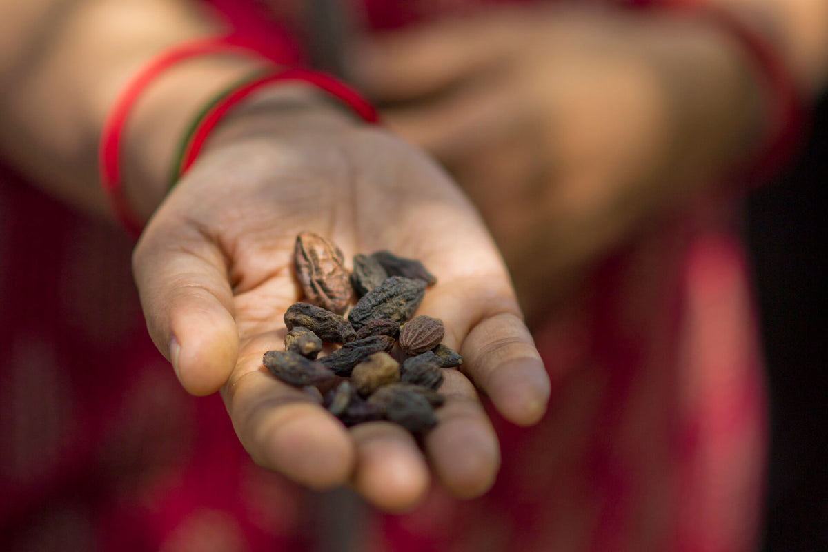 Hand holding dried natural dye pods